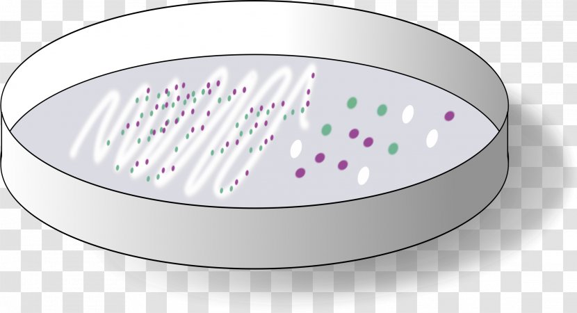 Agar Plate Petri Dishes Bacteriology Clip Art - Plates Transparent PNG