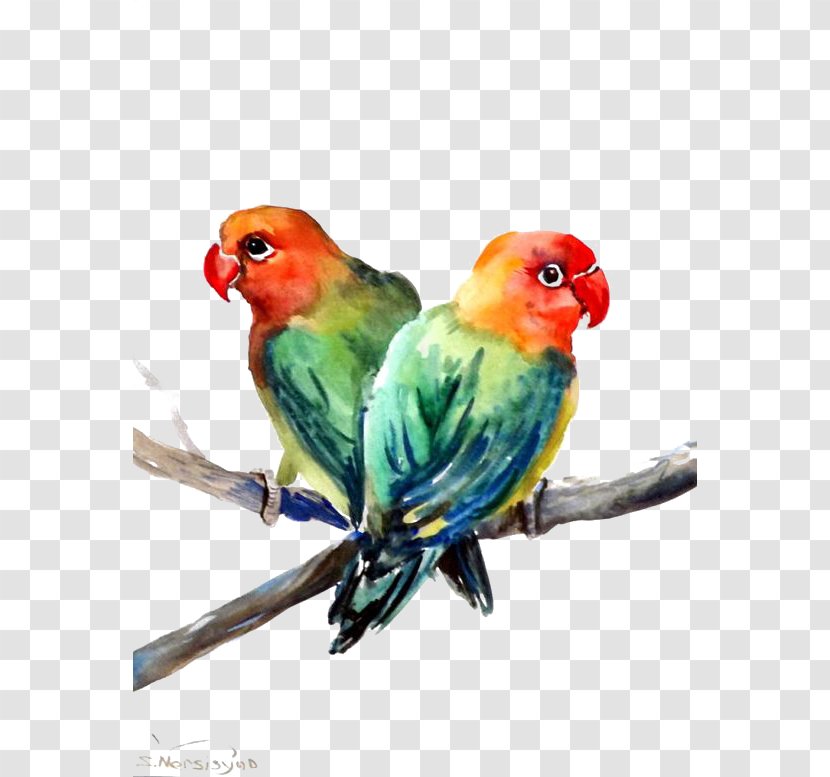 Lovebird Parrot - Feather Transparent PNG