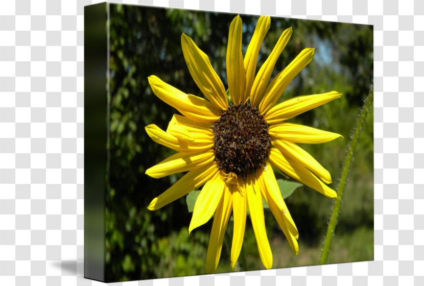 Sunflower Seed M Sunflowers Wildflower - Plant - Black Eyed Susan Transparent PNG