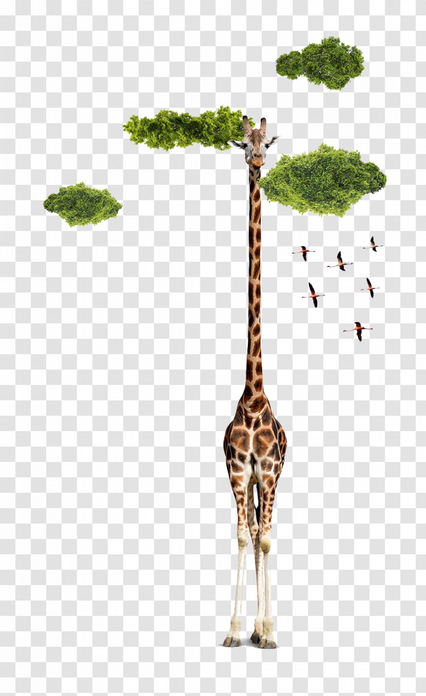 Northern Giraffe Designer Creativity - Creative Green Pattern Clouds Transparent PNG