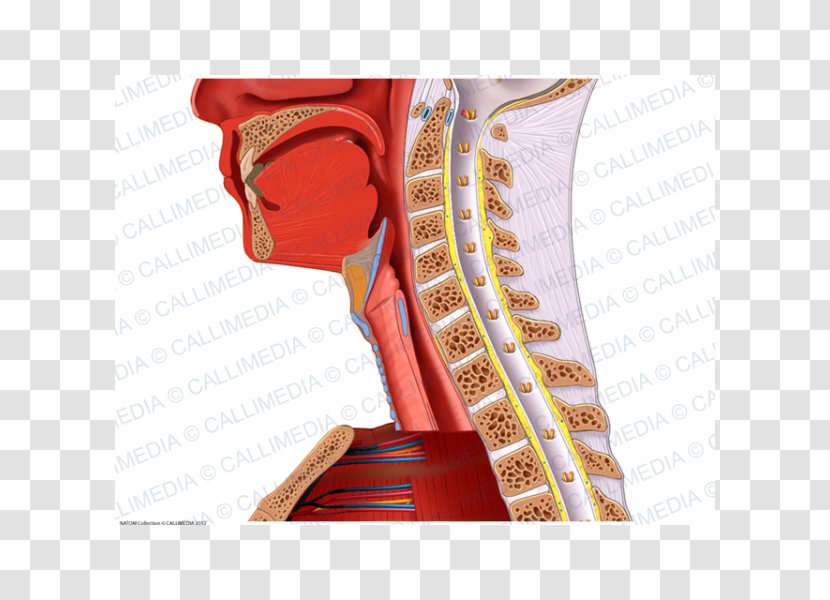 Shoulder Nerve Blood Vessel Neck Anatomy - Silhouette - Muscle Transparent PNG