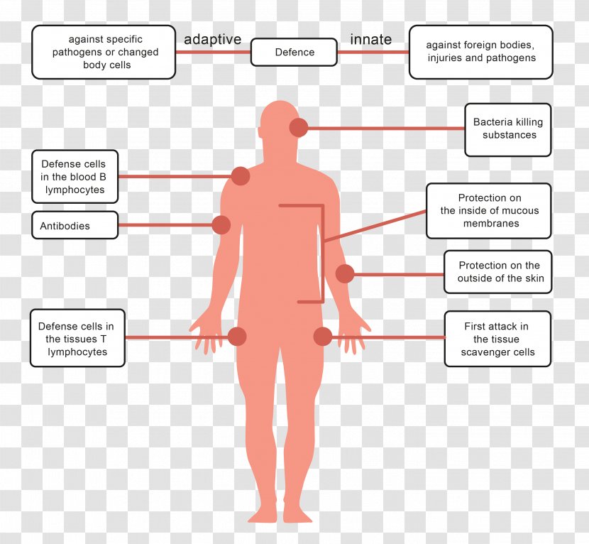 Human Body Pathogen Immune System Immunity Cholera - Frame - Pathogens Transparent PNG