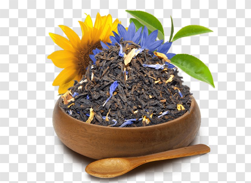 Nilgiri Tea Dianhong Flowerpot Plant - Keemun - Cha Transparent PNG
