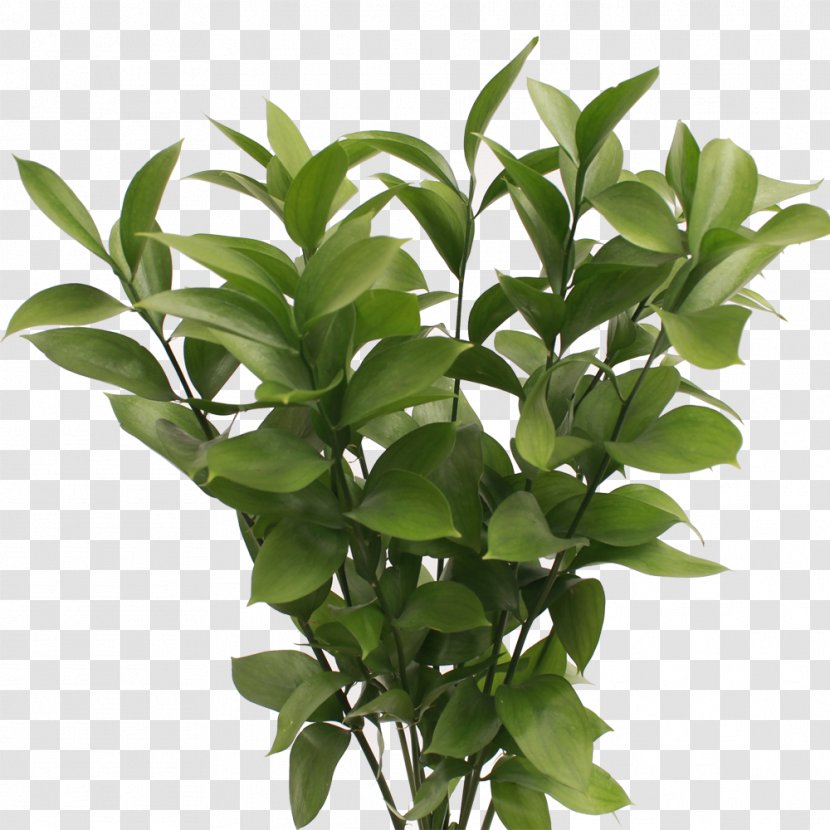 Plant Stem Ruscus Leaf Shrub Length - Herb Transparent PNG