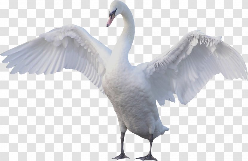Swan Goose Bird - Wing Transparent PNG