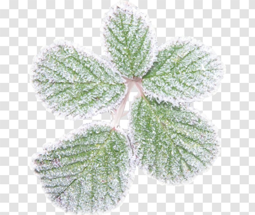 Leaf Snow Clip Art - Crystal Transparent PNG