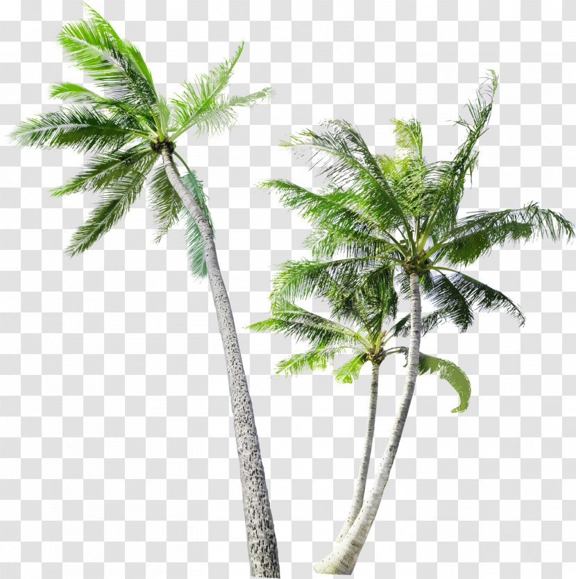 Arecaceae Tree Coconut Trunk - Branch Transparent PNG