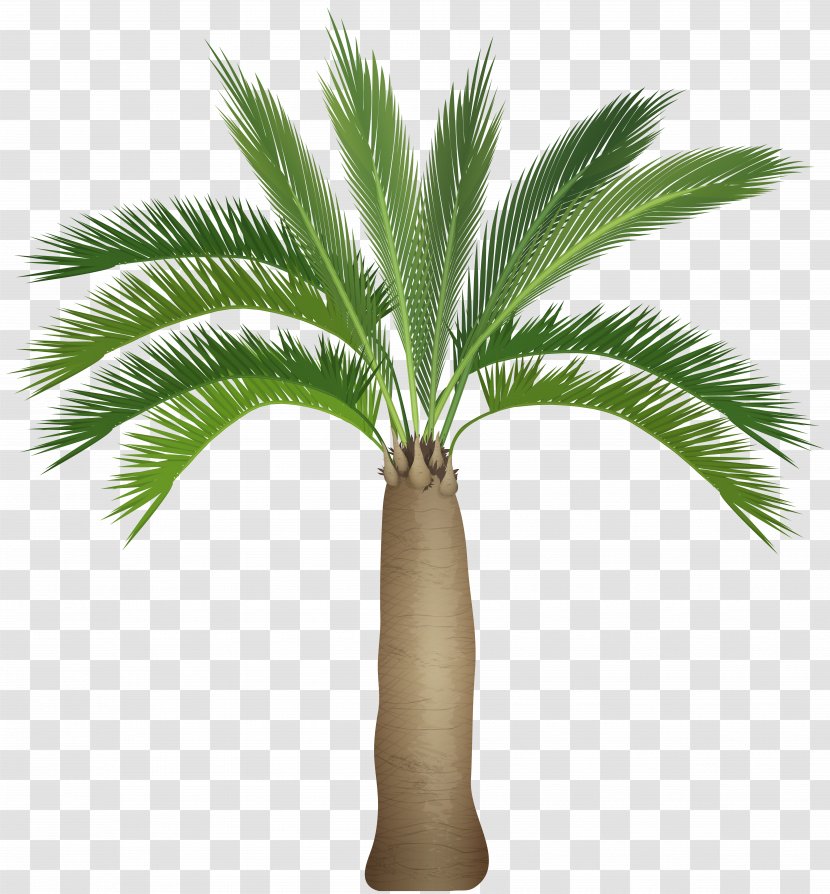 Arecaceae Tree Clip Art - Palm - Image Transparent PNG