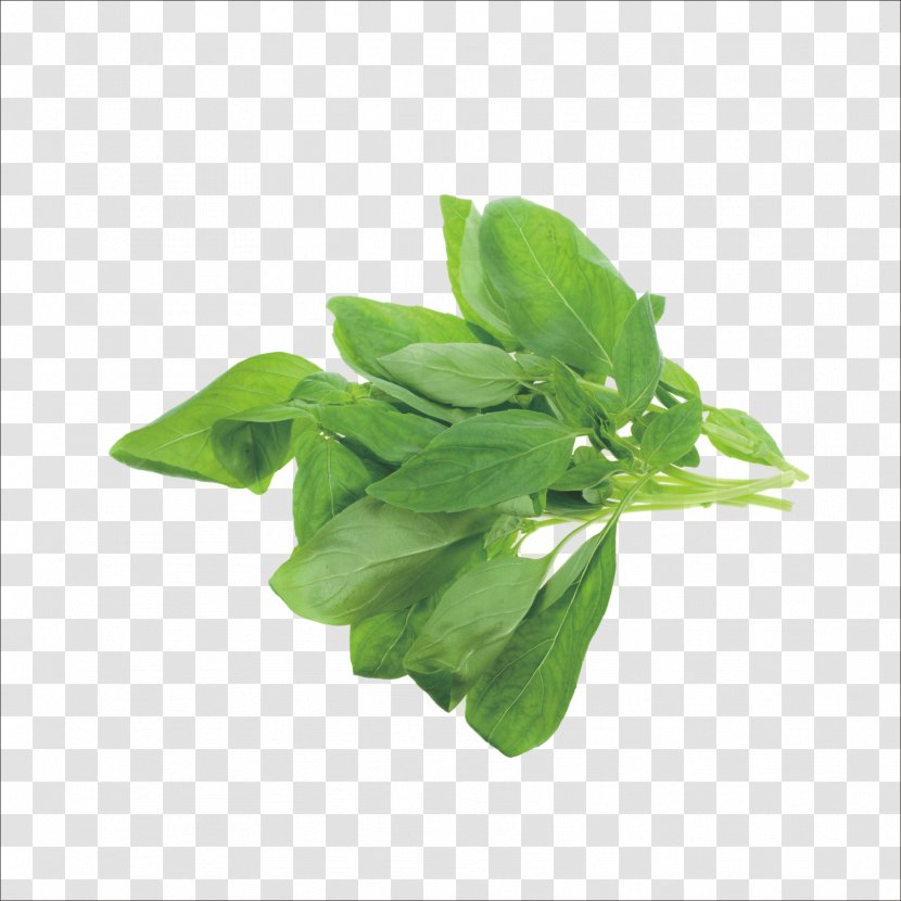 Herb Italian Cuisine Holy Basil Medicinal Plants Recipe - Seasoning - Herbs Transparent PNG