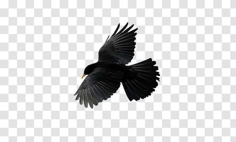 Bird Flight Common Raven Vector Graphics Image Transparent PNG
