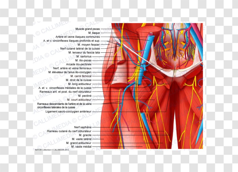 Pelvis Nerve Human Body Blood Vessel Hip - Watercolor - Atom Ant Transparent PNG