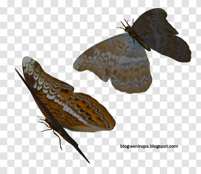 Brush-footed Butterflies Butterfly Brown House Moth Art Hofmannophila - Pseudospretella Transparent PNG