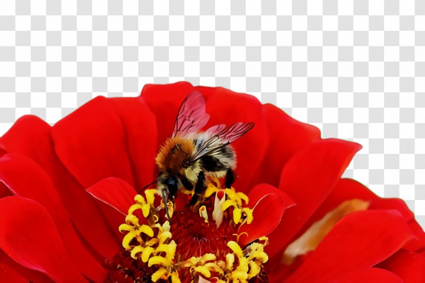 Flower Bee Flowering Plant Honeybee Red - Pollinator Transparent PNG
