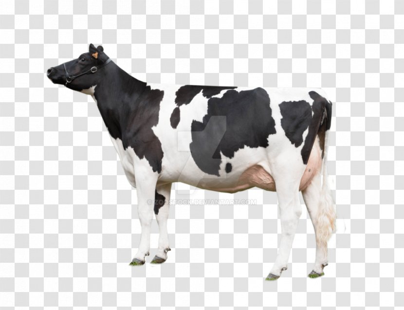Cow Background - Livestock - Blackandwhite Transparent PNG