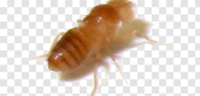 Termite Cockroach Insect Common Fruit Fly Nymph Transparent PNG
