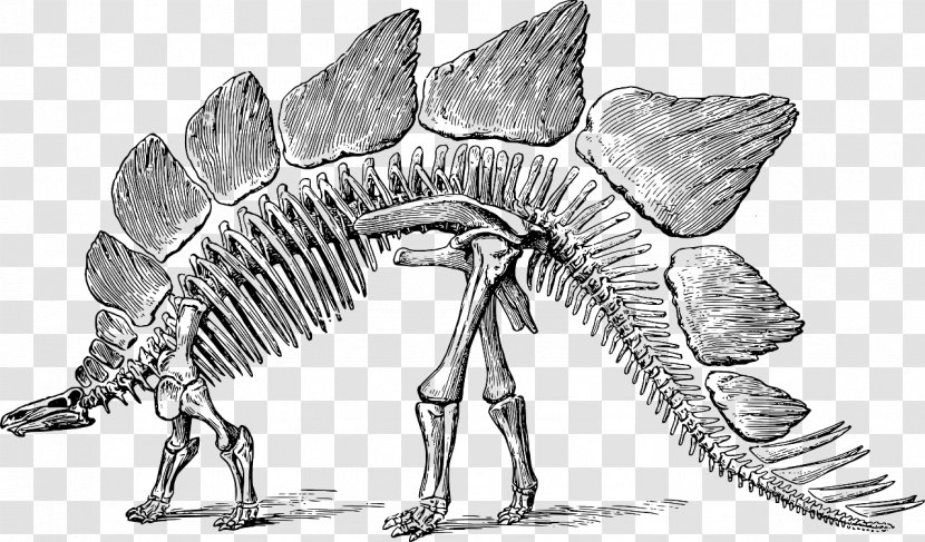 Stegosaurus Tyrannosaurus Apatosaurus Allosaurus Triceratops - Mythical Creature - Dinosaur Transparent PNG