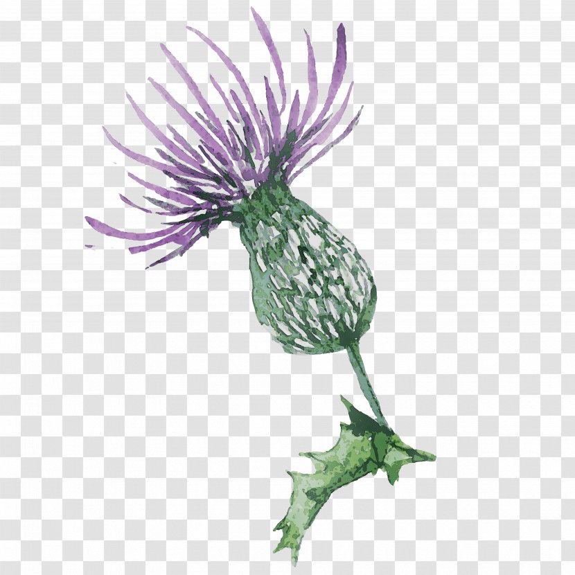 Greater Burdock Milk Thistle Purple Plant Stem Silybum - Plants - Daisy Family Transparent PNG