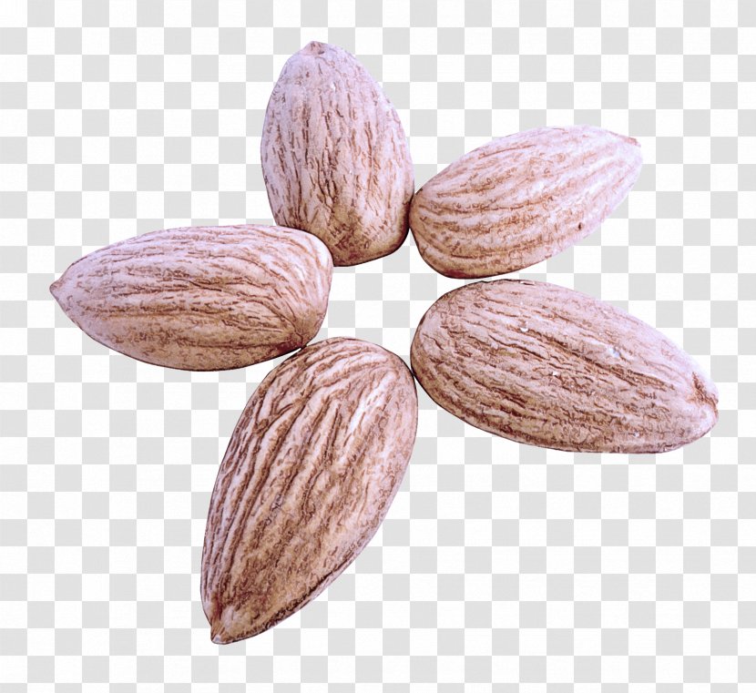 Almond Plant Flower Seed Transparent PNG