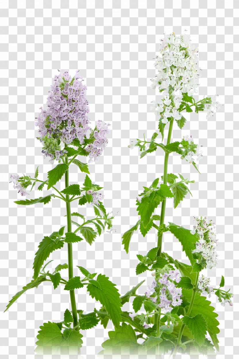 Catnip Plant Thermotropism Herb - Catmints - Mosquito Transparent PNG