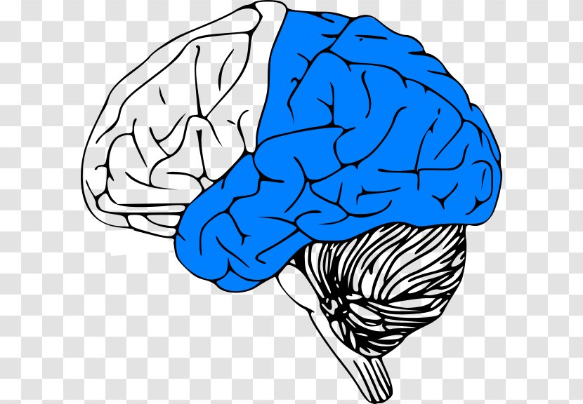 Human Brain Project Clip Art Outline Of The - Silhouette - Posterior Transparent PNG