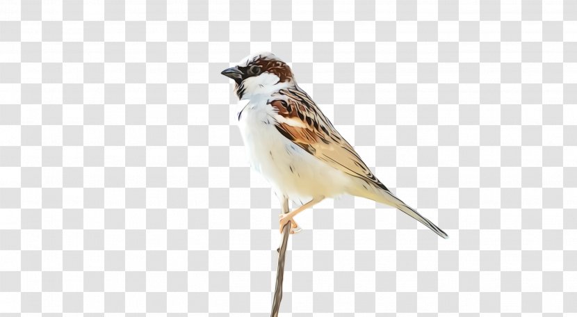 Bird Sparrow Beak House Songbird - Lark Brambling Transparent PNG