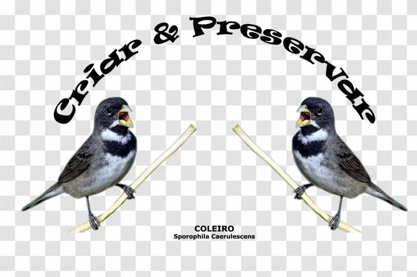 Passerine Bird American Sparrows - Advertising - Rupee Transparent PNG