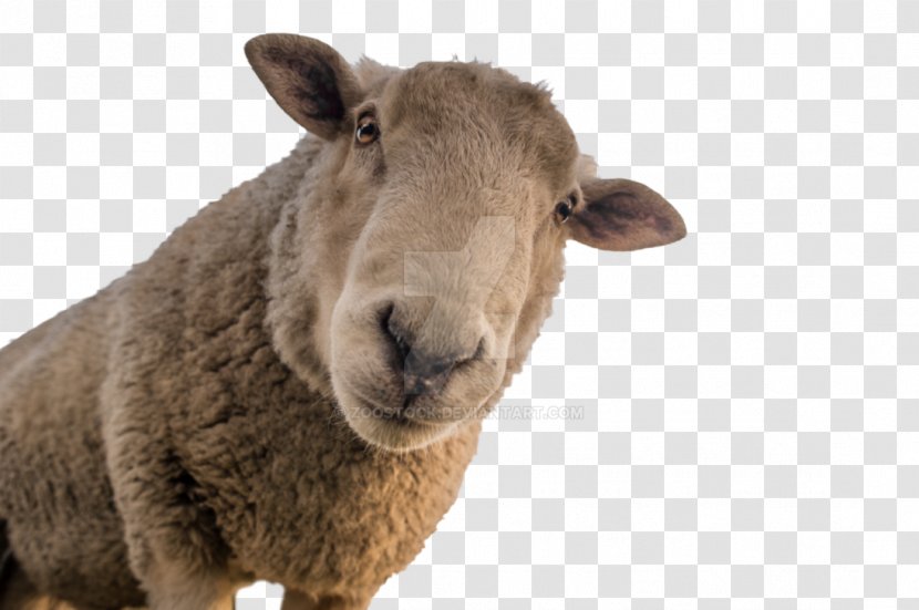 Sheep Shearing Goat Farming Wool - Portrait Transparent PNG
