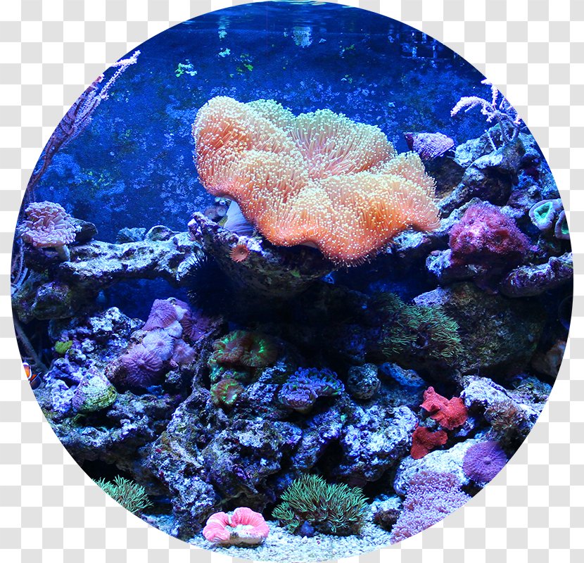 Reef Aquarium Aquariums Filters Fish - Red Lionfish Transparent PNG