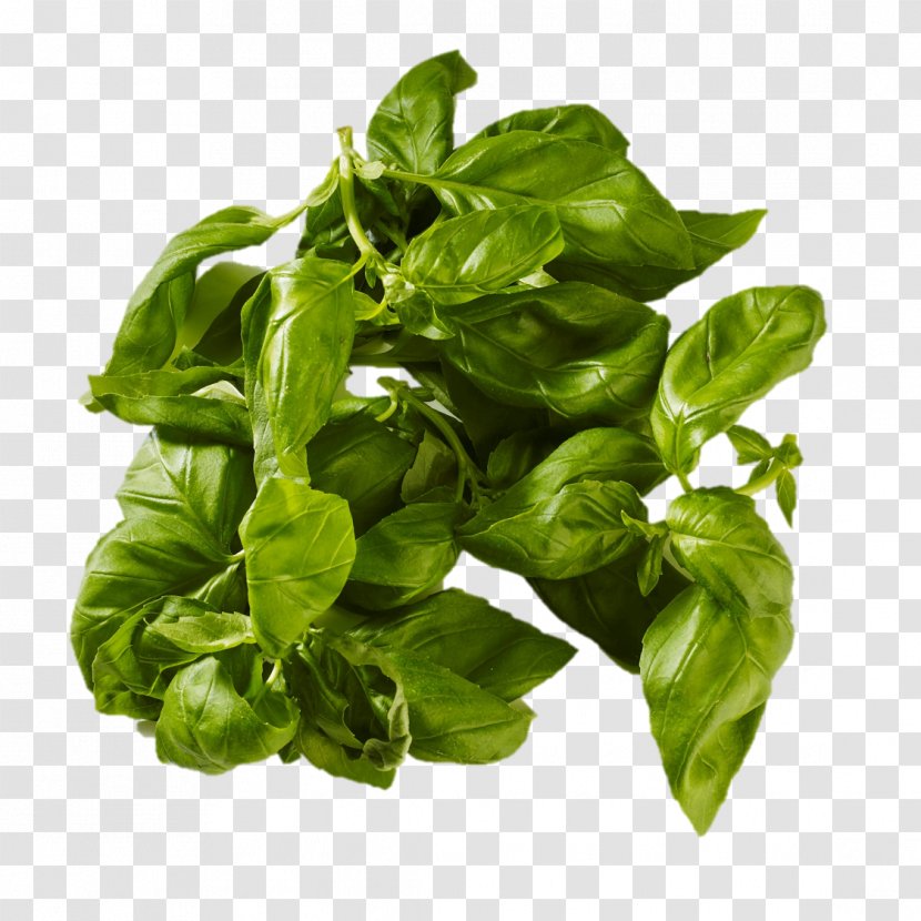 Basil Leaf Vegetable Everfresh AB - Typhoid Fever Transparent PNG