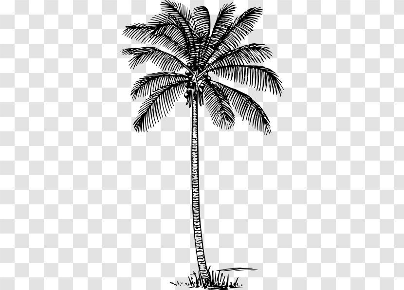 Drawing Arecaceae Line Art Clip - Woody Plant - Coconut Transparent PNG