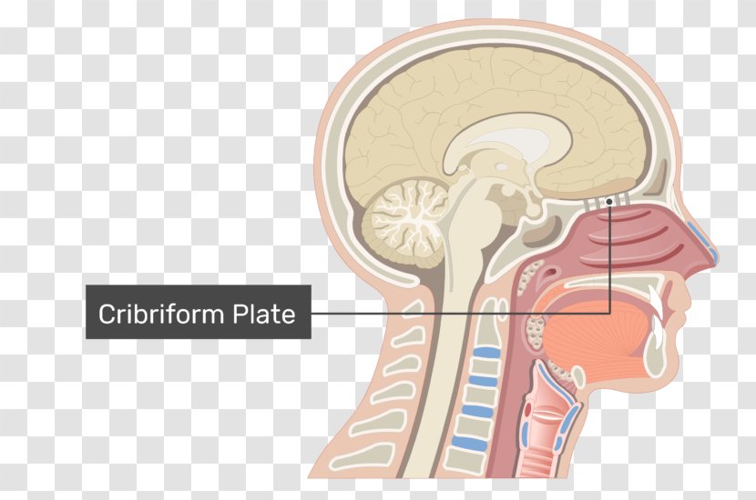 Pharynx Adenoid Anatomy Larynx Tonsil - Frame - Nose Transparent PNG