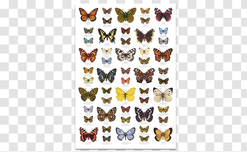 Butterfly United Kingdom Insect Poster - Fauna Transparent PNG