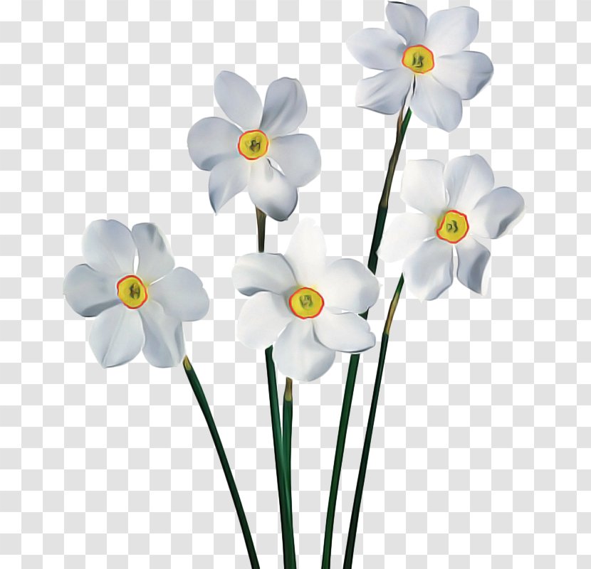 White Lily Flower - Pedicel - Amaryllis Family Wildflower Transparent PNG