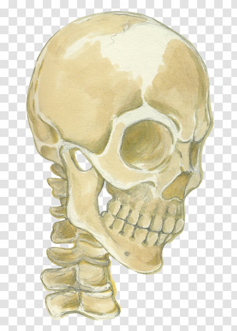 Jaw Skeleton Skull Transparent PNG