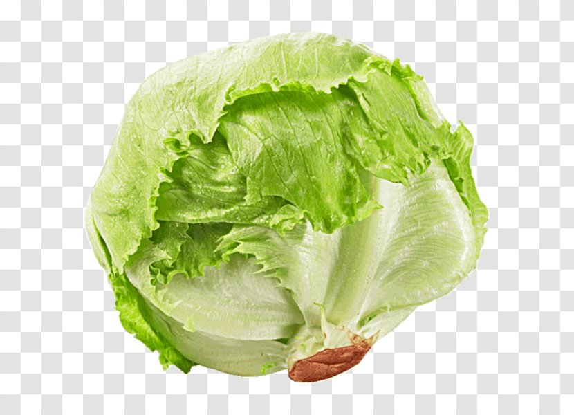 Romaine Lettuce Seed Iceberg Rijk Zwaan Salad - Leaf Vegetable - Euro Symbol Transparent Background Transparent PNG
