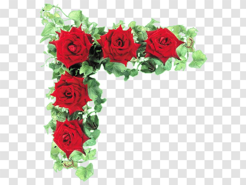 Garden Roses Cut Flowers - Petal - Rose Transparent PNG