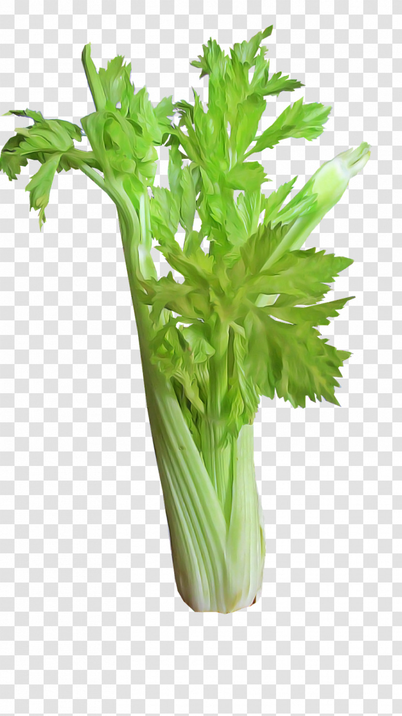 Celery Plant Vegetable Flower Leaf Vegetable Transparent PNG