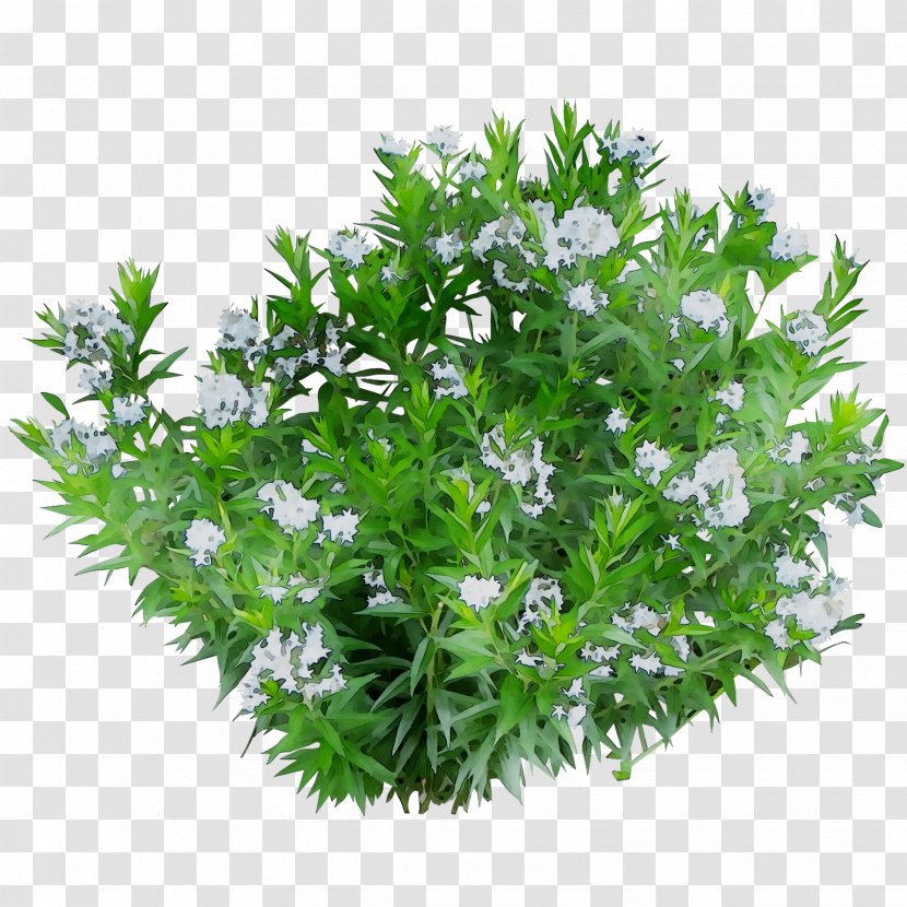 Dwarf Umbrella Tree Green And Blooming Plants Aquatic Houseplant - Plant Transparent PNG