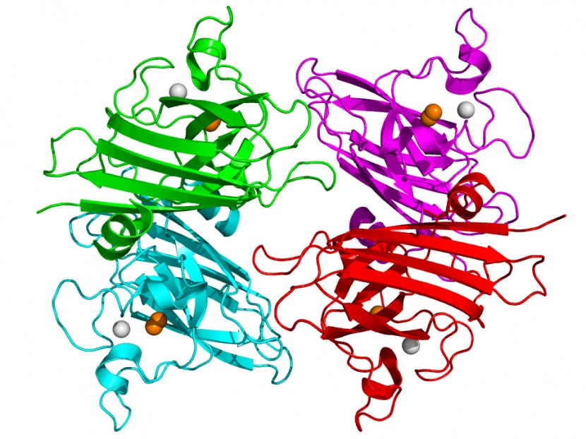 Superoxide Dismutase Enzyme SOD1 Disproportionation - E Coli Cartoon Transparent PNG