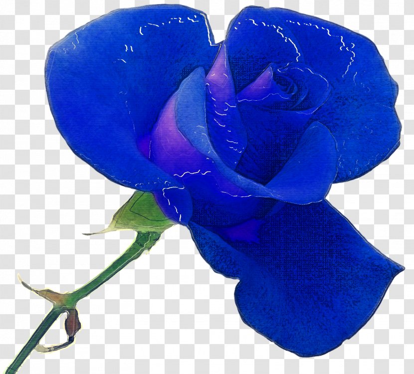 Blue Rose - Flowering Plant - Purple Transparent PNG