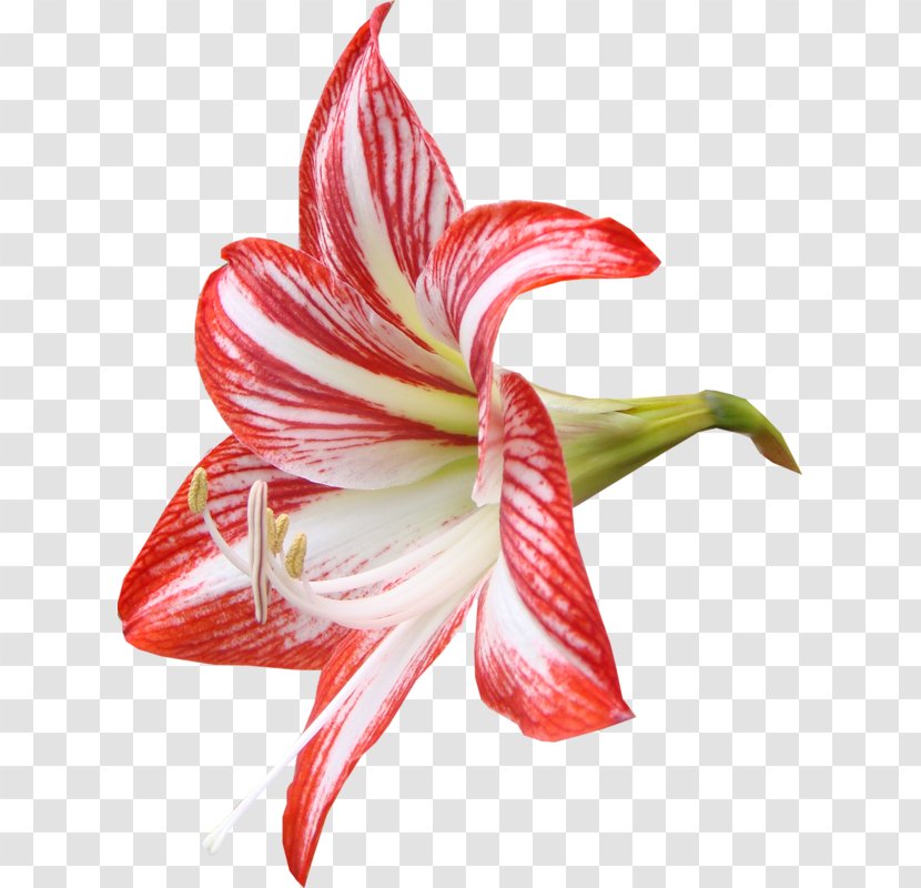 Lilium Flower Red Clip Art - Pink Lily Transparent PNG