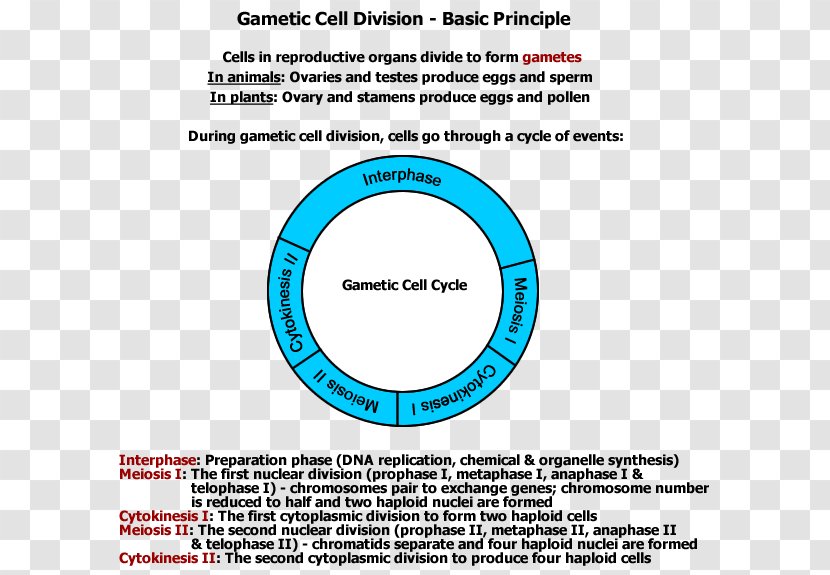 Cell Division Gamete Mitosis Meiosis - Area - Principle Transparent PNG