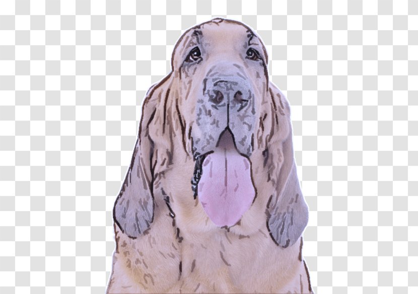 Dog Breed Bloodhound Basset Hound Giant - Great Dane Transparent PNG