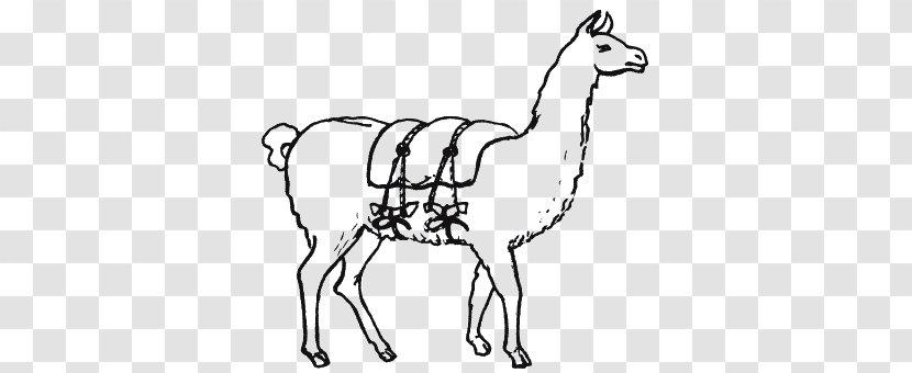 Llama Inca Empire Инки. Быт, религия, культура Vicuña Camel - Animal Husbandry Transparent PNG