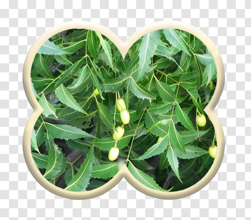 Leaf Neem Tree Plant Controlar La Diabetes Vascular Tissue - Medicinal Plants Transparent PNG