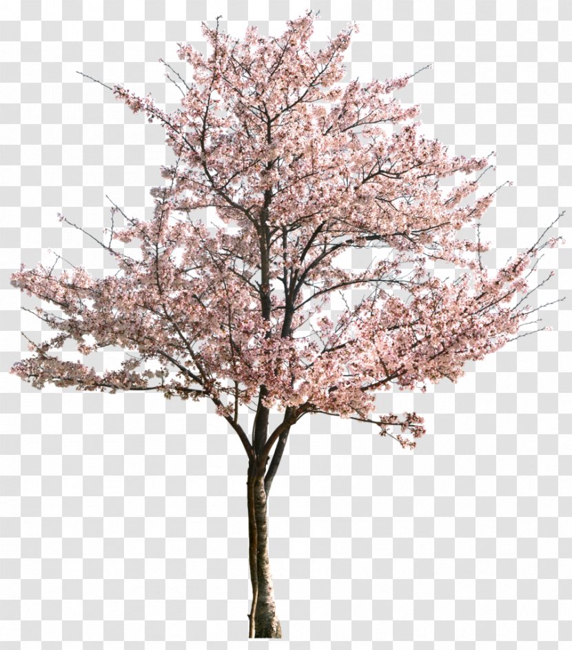 Plum Blossom Tree Sweet Cherry Prunus Serrulata Apricot Transparent PNG