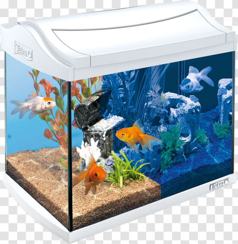 Goldfish Aquariums Tetra - Fish Transparent PNG