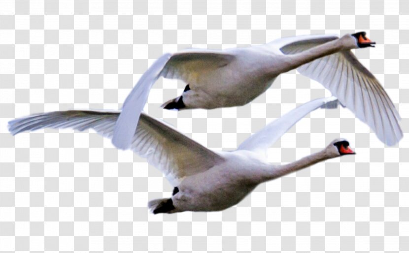 Picsart Background - Color - Trumpeter Swan Gull Transparent PNG