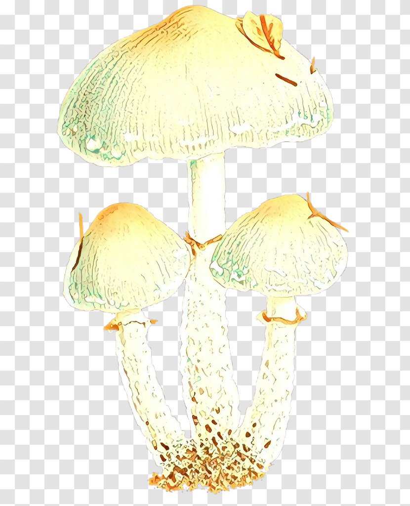 Agaricaceae Product - Agaricus - Bolete Transparent PNG