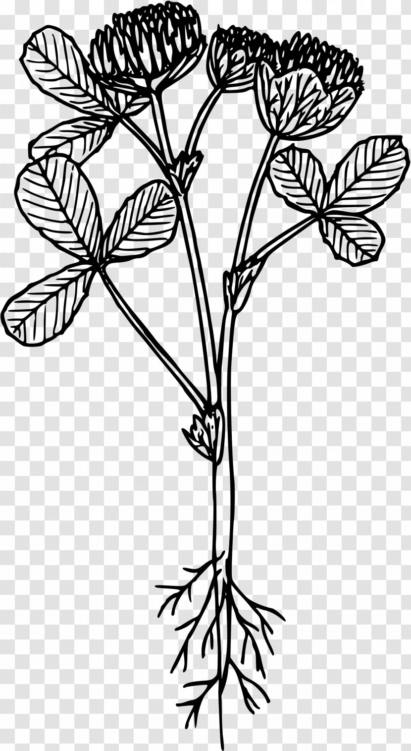 Line Art Drawing Flower Clip - Woody Plant - Clover Transparent PNG